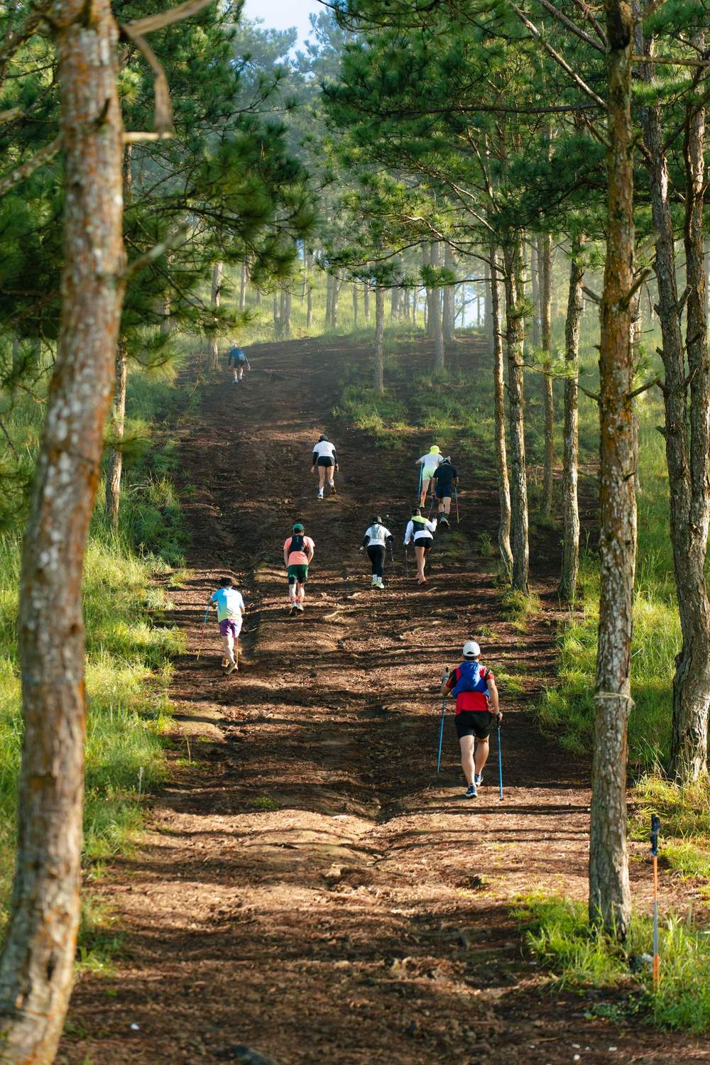 Groupe de coureurs montant une longue côte en forêt à l'entraînement